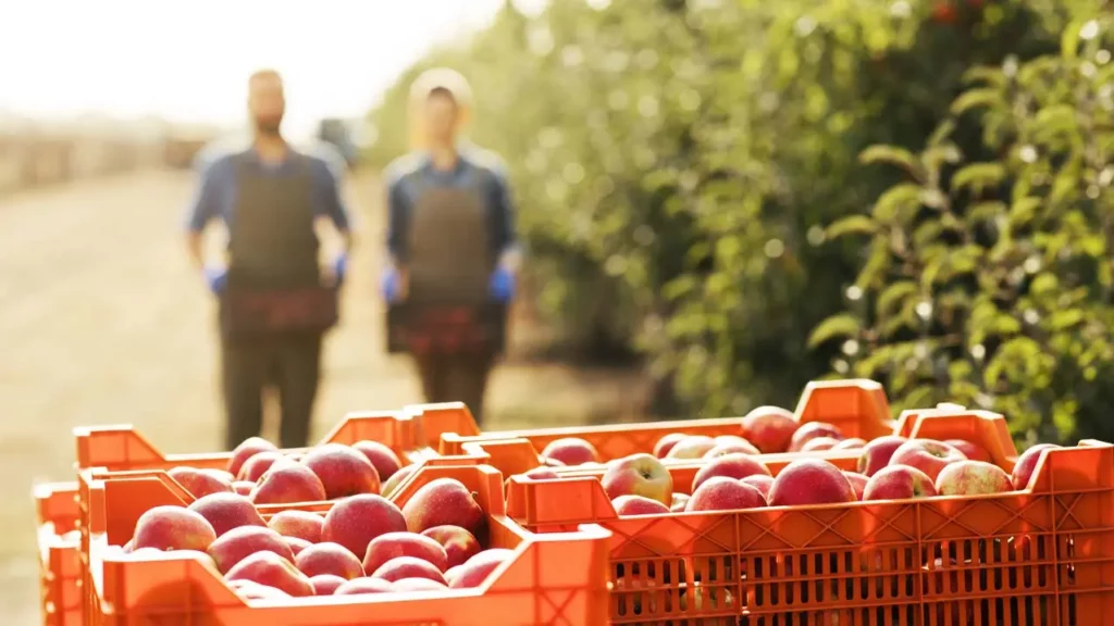 Agriculteurs avec cagettes de fruits à la récolte, exploitation en circuit court